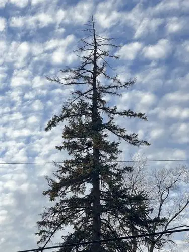 Nature's giant reaches for a beautifully textured sky.